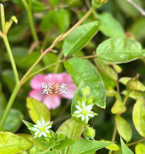 繁缕花花语是什么意思？繁缕花代表了哪些意义？