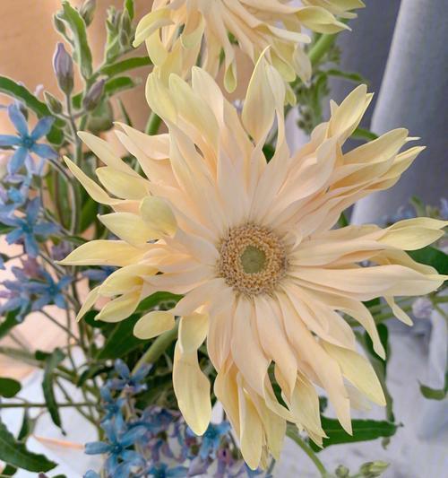 非洲菊代表什么意思？非洲菊的花语和象征有哪些？