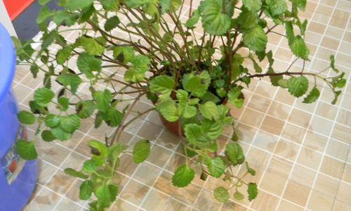常春藤叶子干枯了怎么办？有哪些有效的补救措施？
