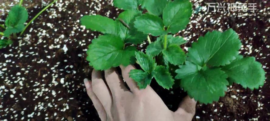 分株繁殖是什么意思？分株繁殖的步骤和注意事项有哪些？