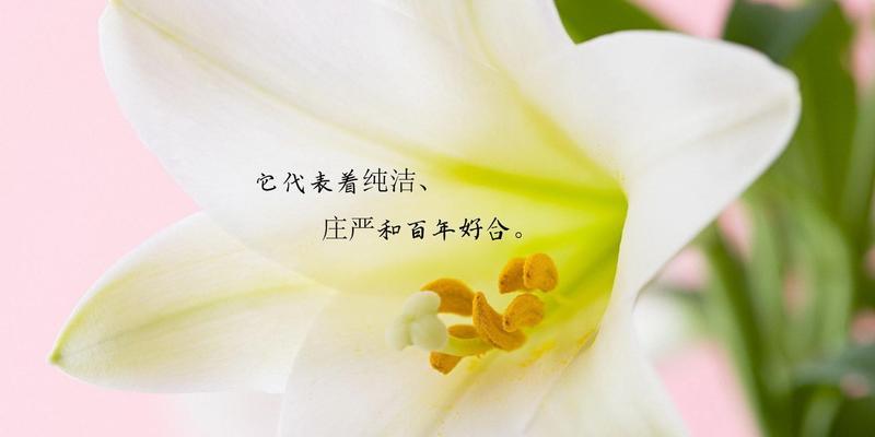 粉百合代表什么？粉百合的花语有哪些含义？