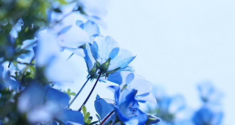 粉蝶花的文化背景有哪些特点？
