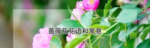 粉红蔷薇花花语与黄色蔷薇花花语有何不同？