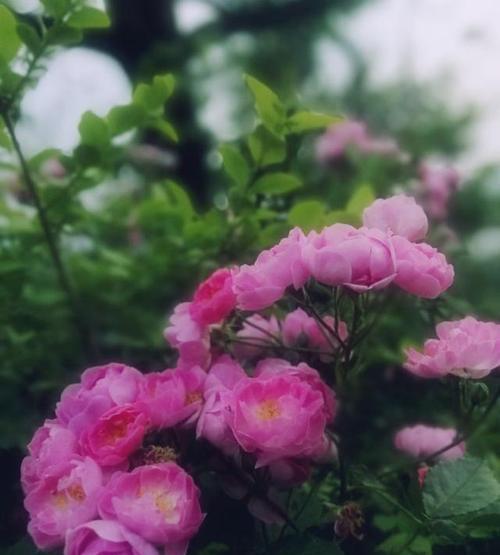 粉红蔷薇花花语与黄色蔷薇花花语有何不同？