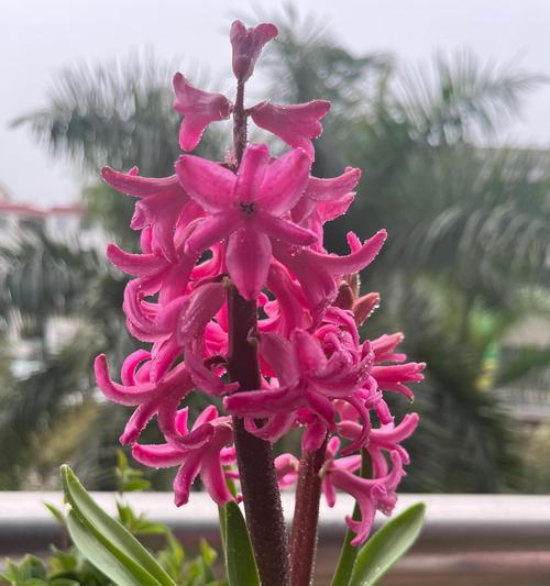 粉红色风信子的花语是什么？粉红色风信子代表什么含义？