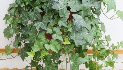 常春藤种植的最佳时间和步骤是什么？