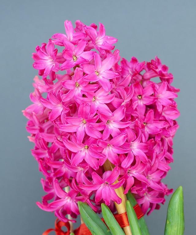 粉红色风信子的花语是什么？粉红色风信子代表什么含义？