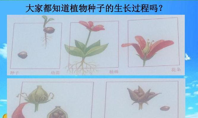 常春藤种子发芽需要多长时间？有哪些因素影响发芽速度？