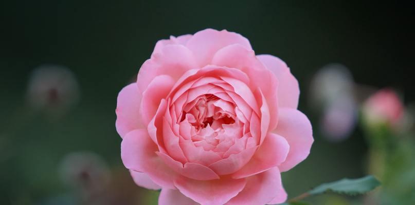 粉红色玫瑰代表什么？粉红色玫瑰的花语有哪些常见问题？