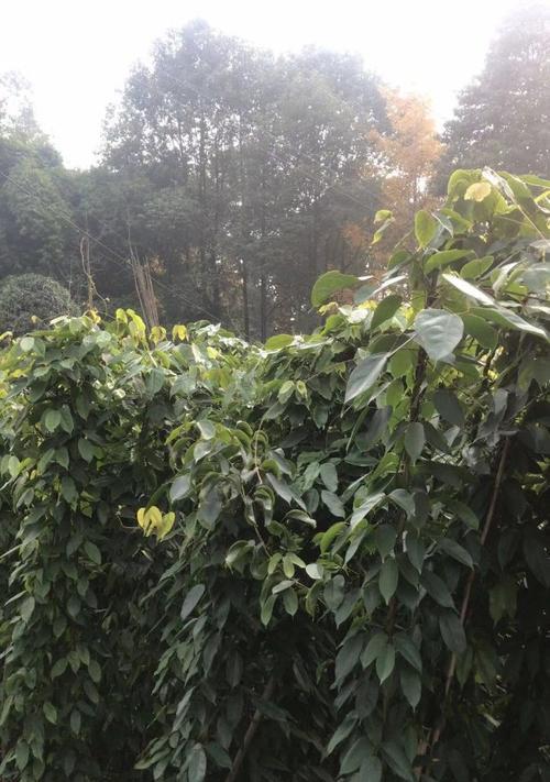 常春油麻藤种子的食用方法是什么？有哪些注意事项？