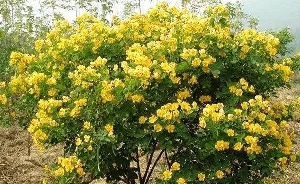 常见的草本花卉有哪些？如何区分和养护？