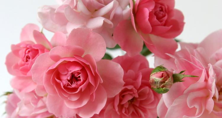 粉红色玫瑰花代表什么？粉红色玫瑰花的寓意有哪些？