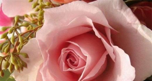 粉红色玫瑰花代表什么？粉红色玫瑰花的寓意有哪些？