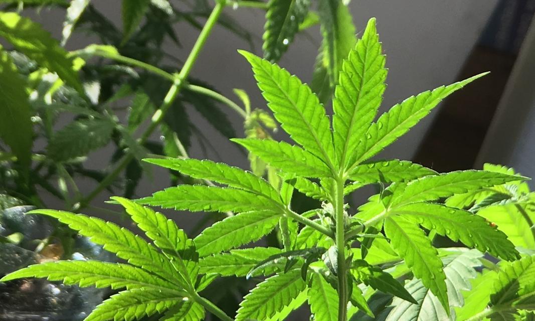 常见的草本植物有哪些？如何区分和养护？