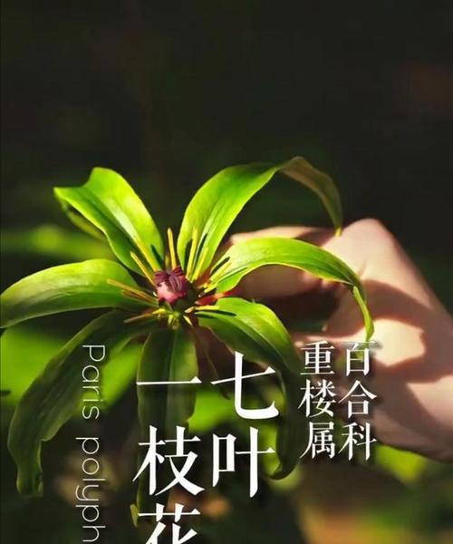 常见的草本植物有哪些？如何区分和养护？