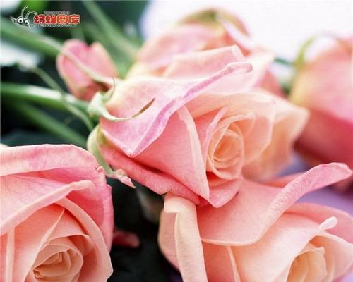 粉红色玫瑰花代表什么？粉红色玫瑰花的意义有哪些常见误解？