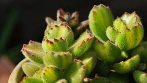 常见的多肉植物有哪些？如何挑选和养护？