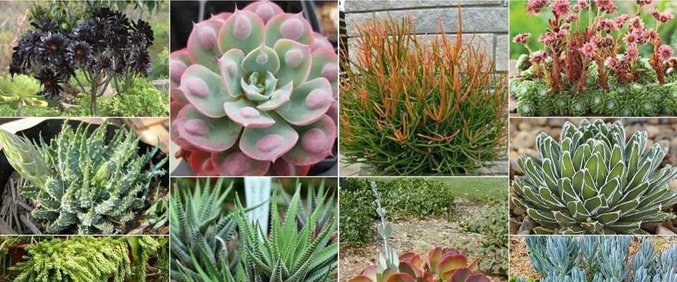 常见的多肉植物有哪些？如何挑选和养护？