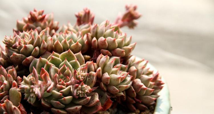 常见的多肉植物有哪些？如何挑选和养护？