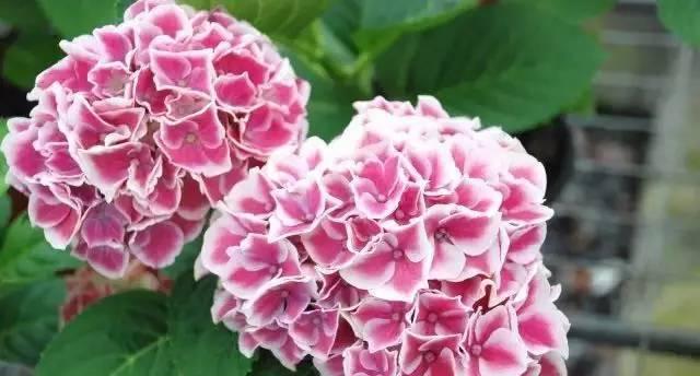 粉红色绣球花语是什么？如何表达浪漫与美满？
