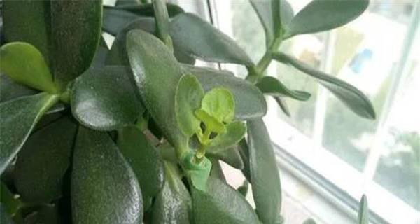常见的嫁接花卉有哪些？如何正确进行花卉嫁接？