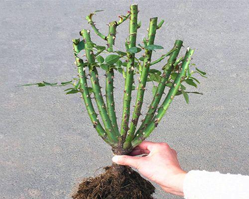 常见的嫁接花卉有哪些？如何正确进行花卉嫁接？