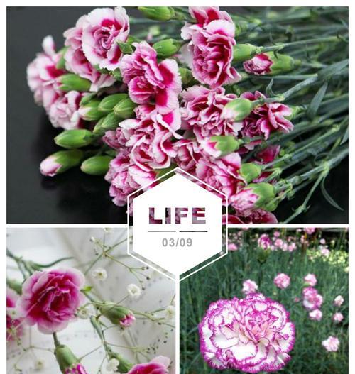 粉康乃馨的花语代表什么含义？