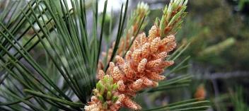 常见的裸子植物有哪些？它们的特征和分类是什么？