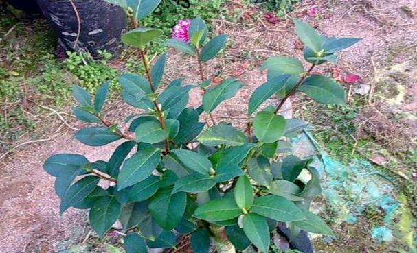 常见的木本植物有哪些？如何区分和养护？