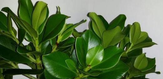 常见的木本植物有哪些？如何区分和养护？