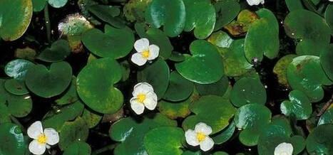 常见的水生植物有哪些？如何选择适合的水生植物？
