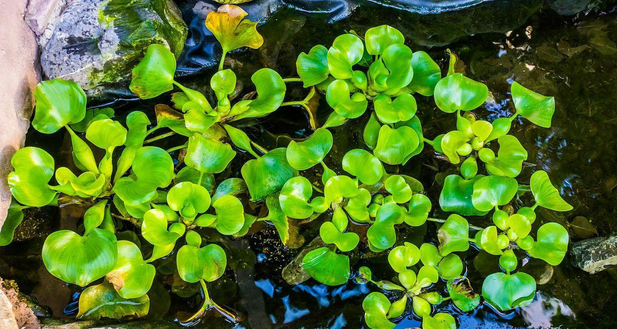 常见的水生植物有哪些？如何选择适合的水生植物？