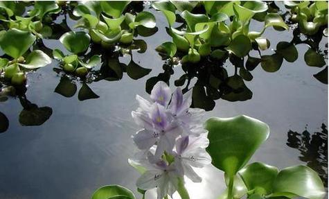 常见的水生植物有哪些？如何选择适合的水生植物？