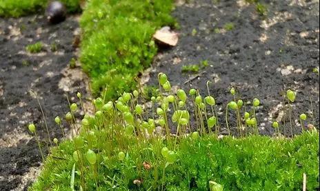 常见的苔藓植物有哪些？如何识别和分类？
