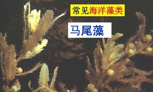 常见的藻类植物有哪些？它们的分类和特点是什么？