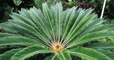常见裸子植物有哪些？它们的特征是什么？