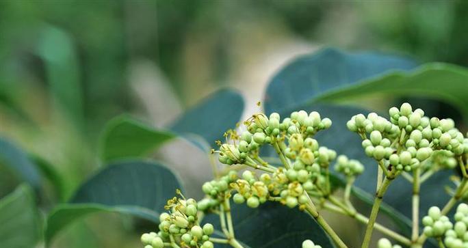 常见芸香科植物有哪些？它们的识别特征是什么？