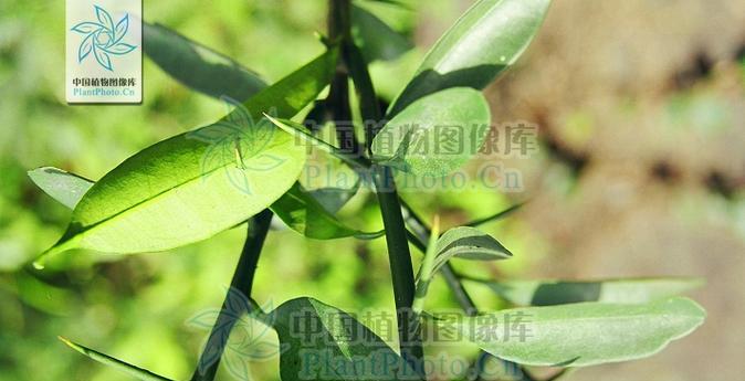 常见芸香科植物有哪些？它们的识别特征是什么？