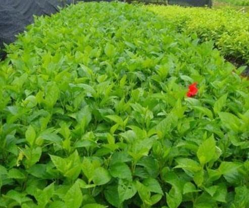 常绿地被植物有哪些？如何选择适合的品种？