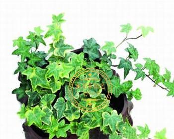 常绿花卉有哪些？如何选择适合的常绿植物？