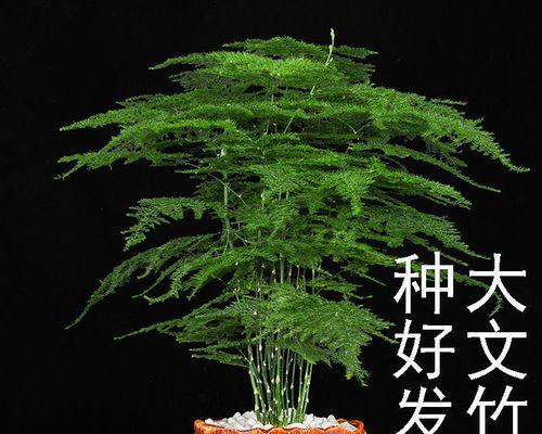 常绿花卉有哪些？如何选择适合的常绿植物？