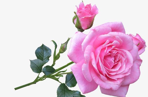 粉色的玫瑰花代表什么？粉色玫瑰花语有哪些含义？