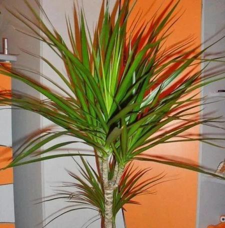 常绿木本花卉有哪些种类？如何选择适合的常绿花卉？
