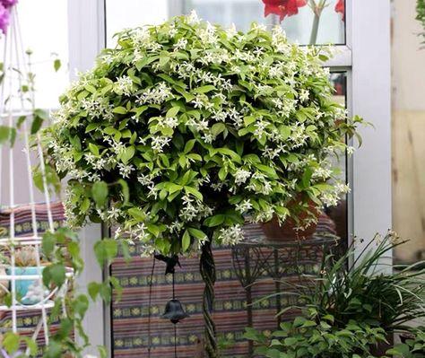 常绿爬藤花卉有哪些种类？如何选择适合的常绿爬藤植物？