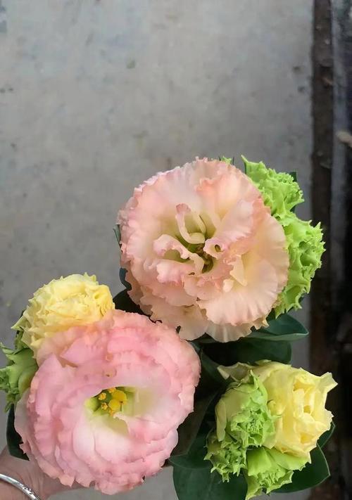 粉色桔梗花的花语是什么？粉色桔梗花代表什么含义？