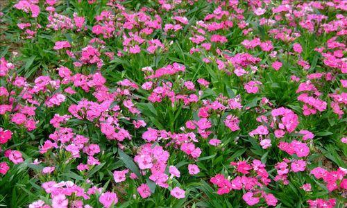 常绿宿根花卉有哪些种类？如何选择适合的常绿宿根花卉？
