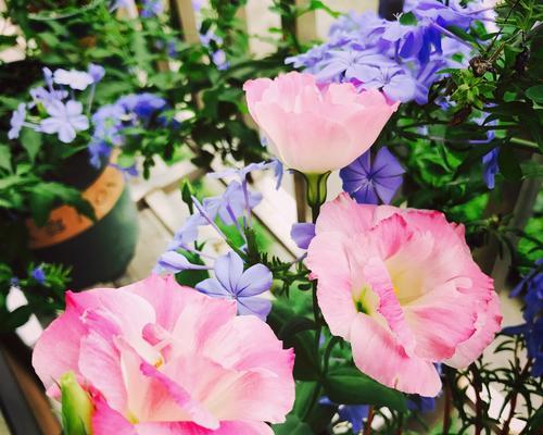 粉色桔梗花的花语是什么？粉色桔梗花代表什么含义？