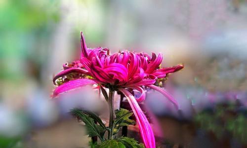 粉色菊花的花语是什么？粉色菊花代表什么含义？