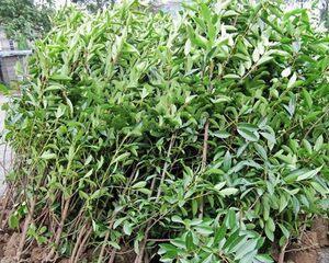 常绿庭院树有哪些推荐？如何选择适合的常绿树种？