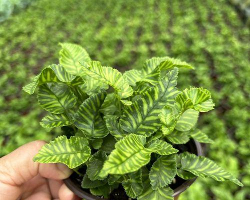 常绿植物有哪些？如何选择适合家庭的常绿植物？